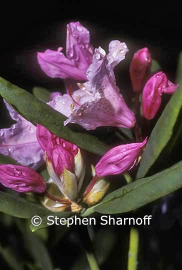 rhododendron macrophyllum 13 graphic